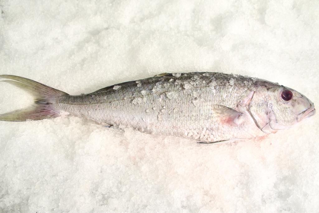 JOBFISH FILLET β Flying Fish Box